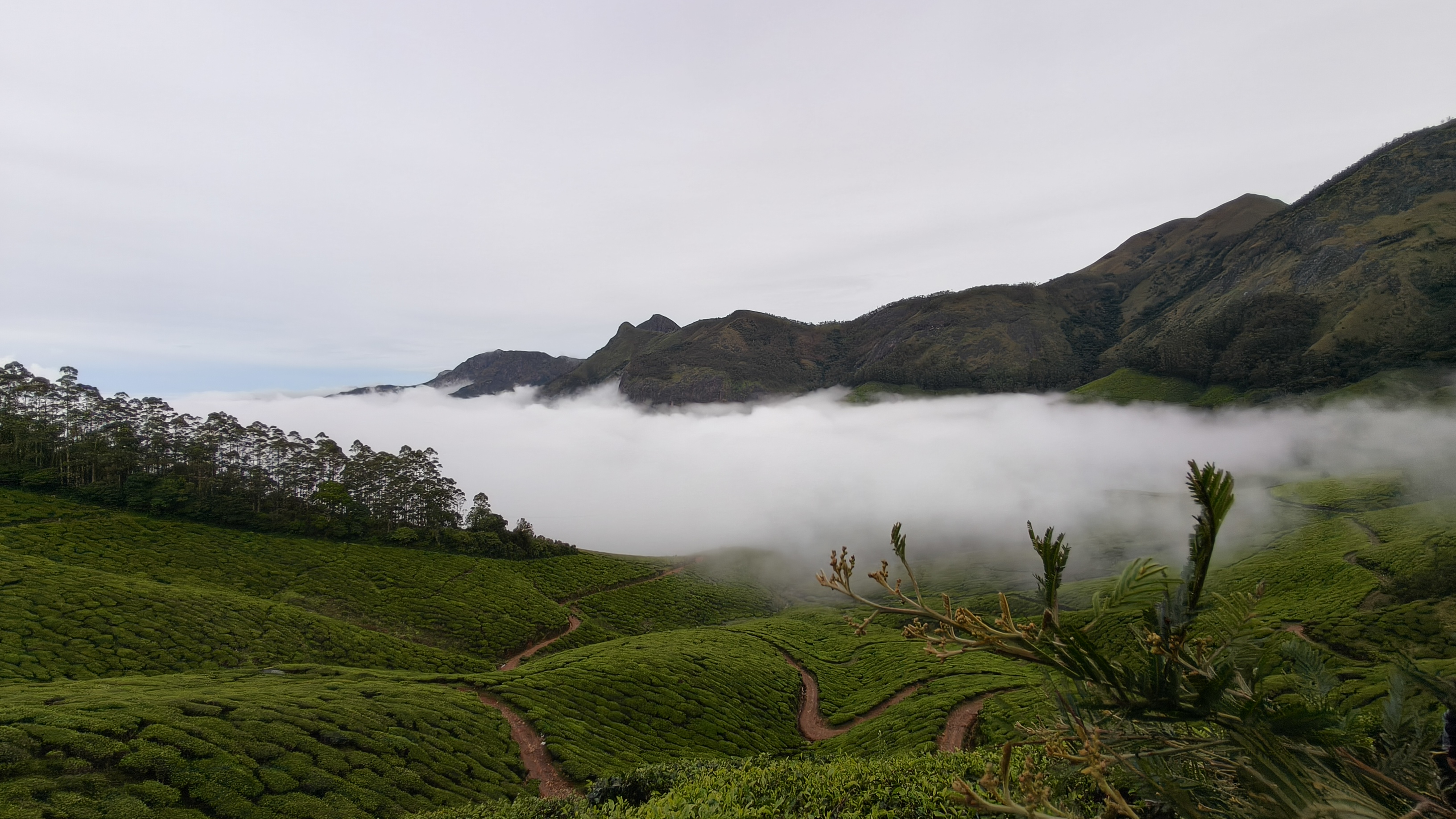 Kolukkumalai mountains rising above a thick white cloud blanket